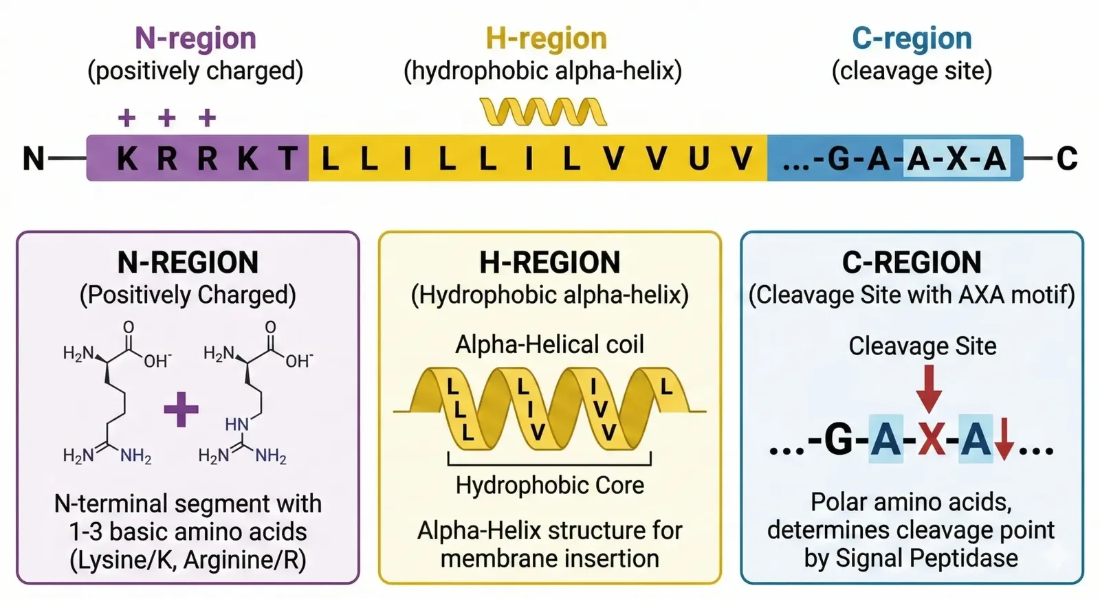 Signal peptide diagram: N-region, hydrophobic H-region, and C-region cleavage site