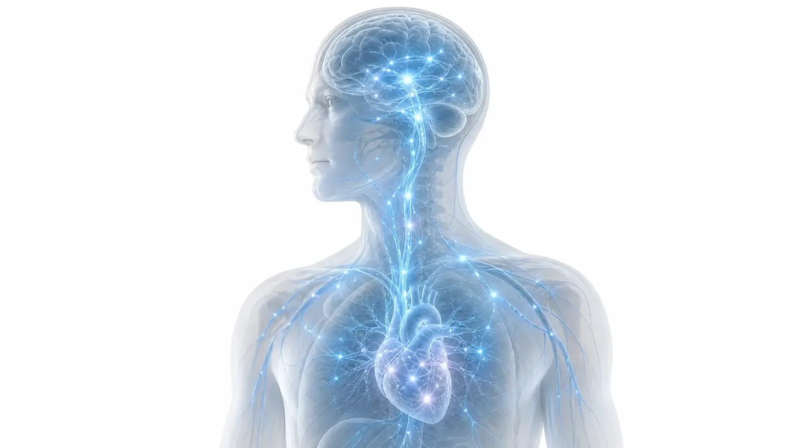 Biomedical illustration of oxytocin binding to a cell-membrane receptor