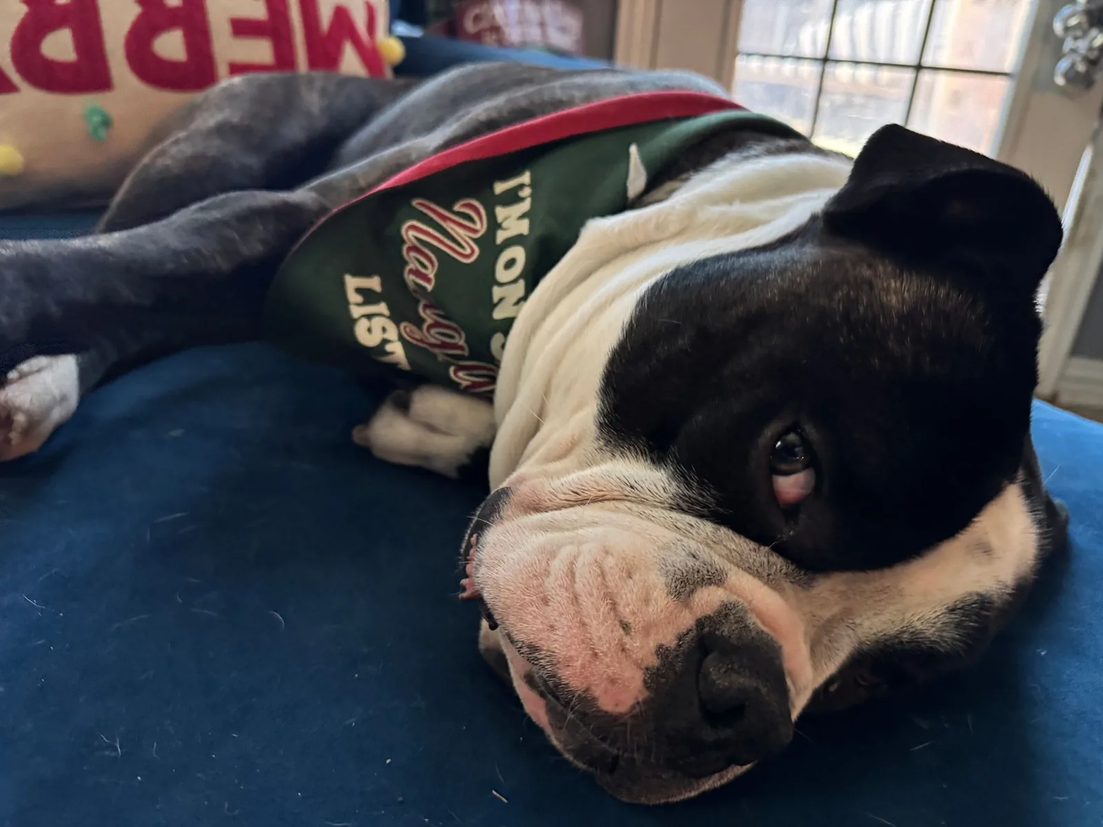 Zeus, the dog whose recovery is described in this peptide therapy case study.